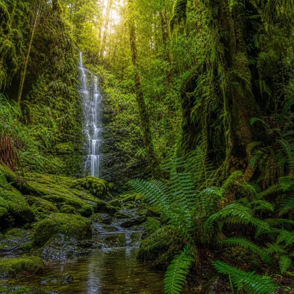 Preview for Rainforest Waterfall Grove Stock Background