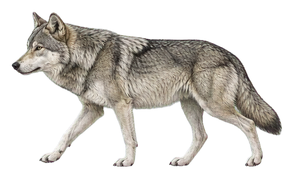 Preview for Gray Wolf Vintage Sticker