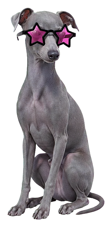 Italian greyhound sitting and wearing pink star-shaped sunglasses.