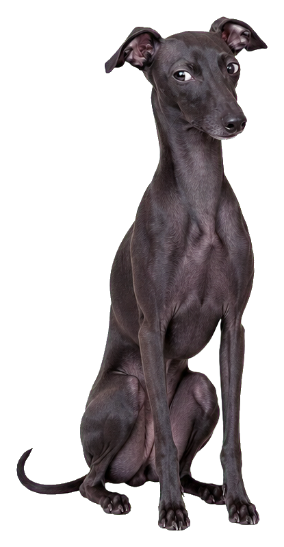Black Italian greyhound sitting and giving a sideways look.