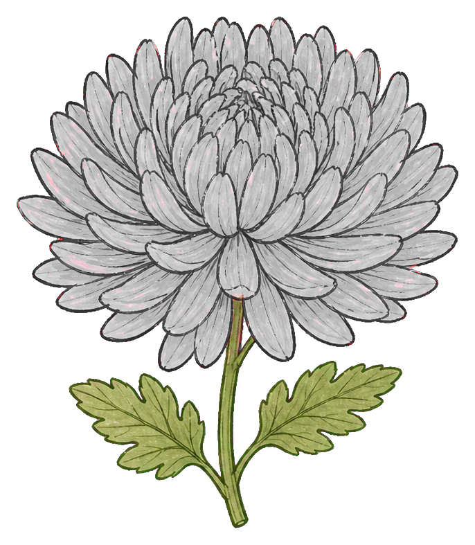 Pink chrysanthemum flower sticker with layered petals and green leaves