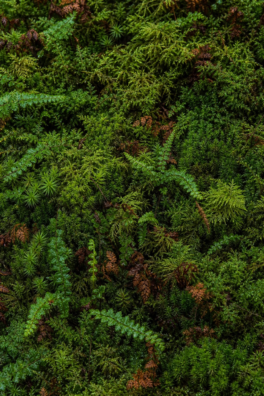 Preview for Autumn Green Sheet Moss Background