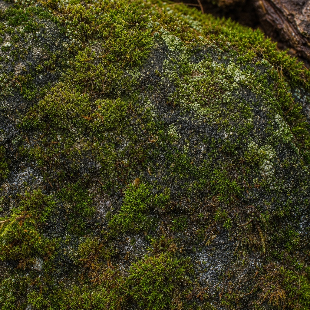 Preview for Moss Covered Stone Background