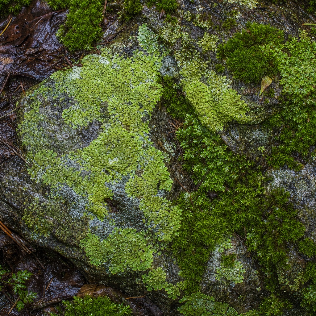 Preview for Moss Covered Stone Background