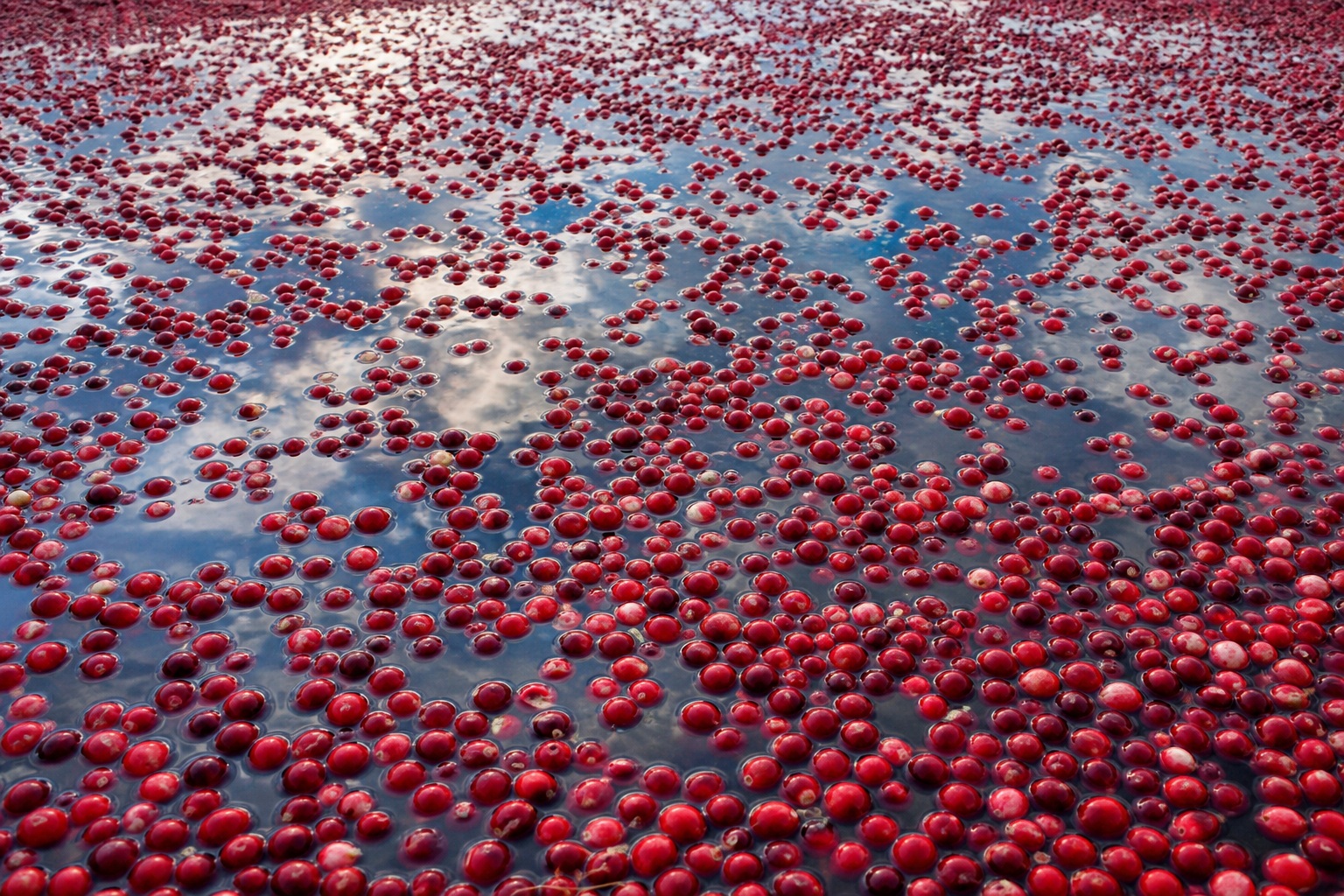 Red cranberries floating on water with a soft sky reflection