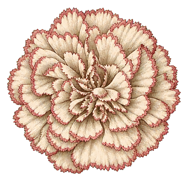 Preview for Vintage Ivory Picotee Carnation Sticker