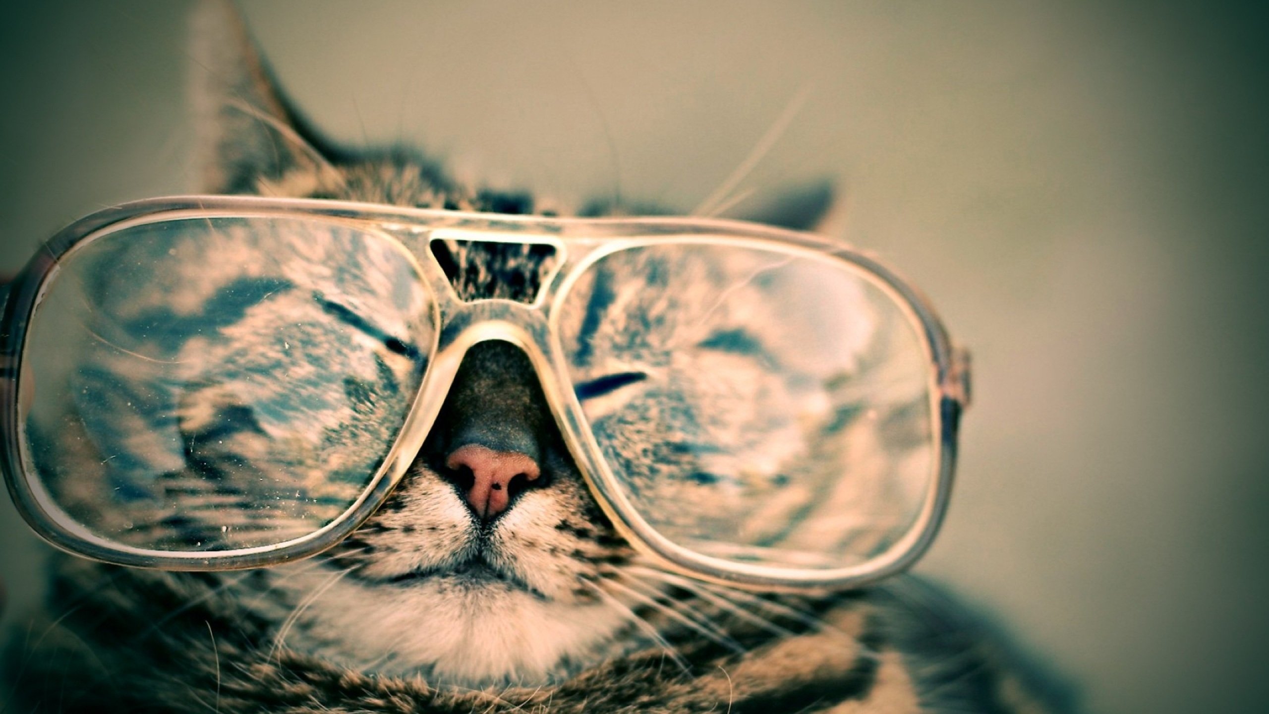 Preview for Cool-cat-sunglasses-accessories-background-660d1