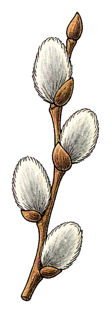 Preview for Pussy Willow Branch Sticker