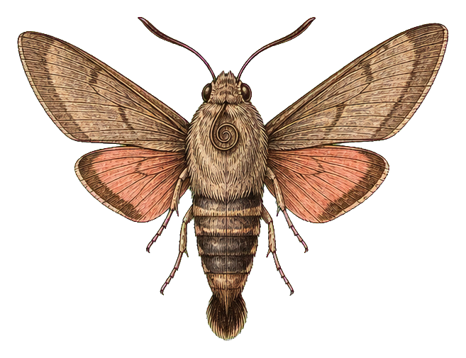 Preview for Vintage Insect Specimen Sticker