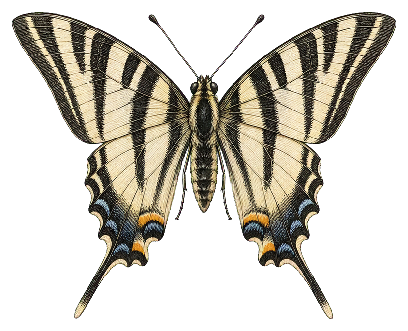Preview for Zebra Swallowtail Sticker