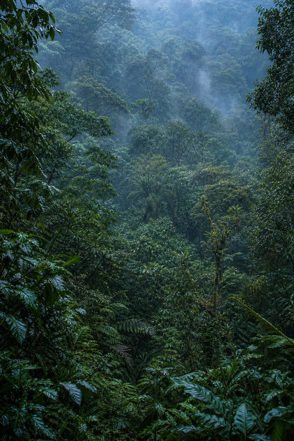 Dense rainforest canopy with layered green treetops and blue mist in the distance.