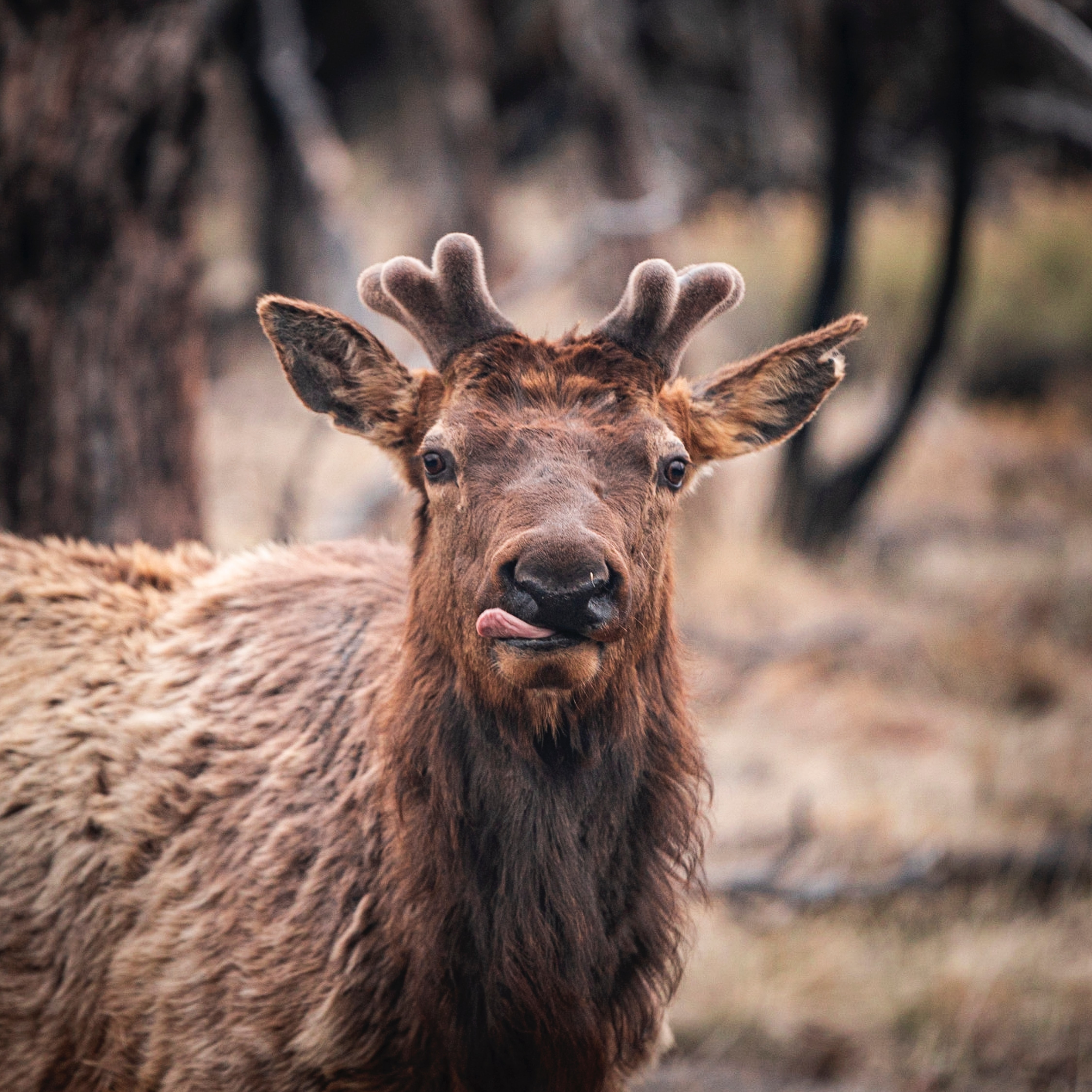 Preview for Elk-in-forest-animal-background-e7ac8