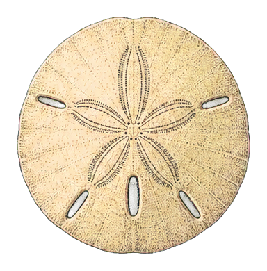 Preview for Sand Dollar Sticker