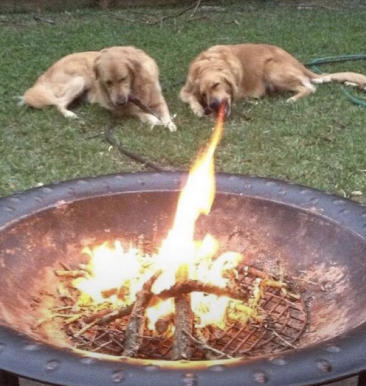 Preview for Dogs-by-fire-pit-meme-background-9c09a