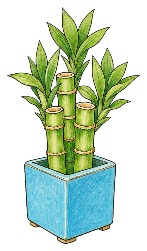 Lucky bamboo stalks with green leaves in a blue square planter.