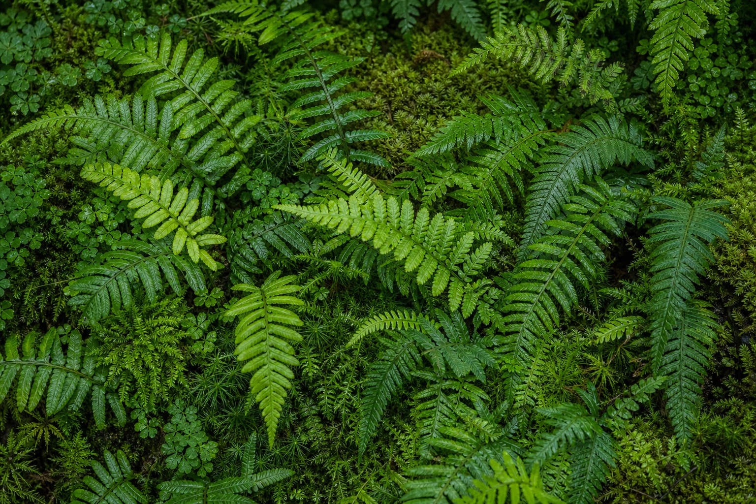 Preview for Layered Fern Pinnae Stock Background