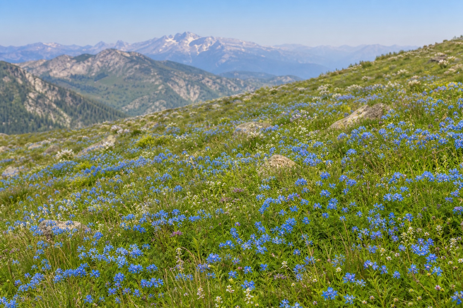 Preview for Clear Morning Blue Flower Slope Background