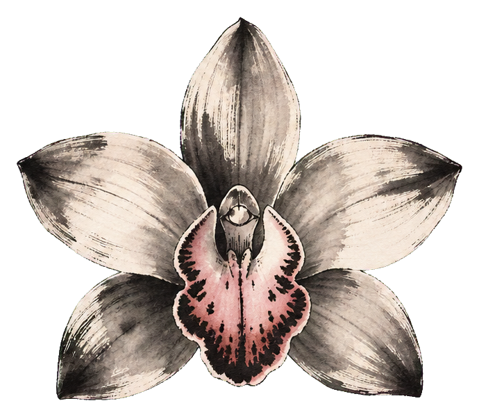 Black-and-cream cymbidium orchid drawn in sumi ink wash style