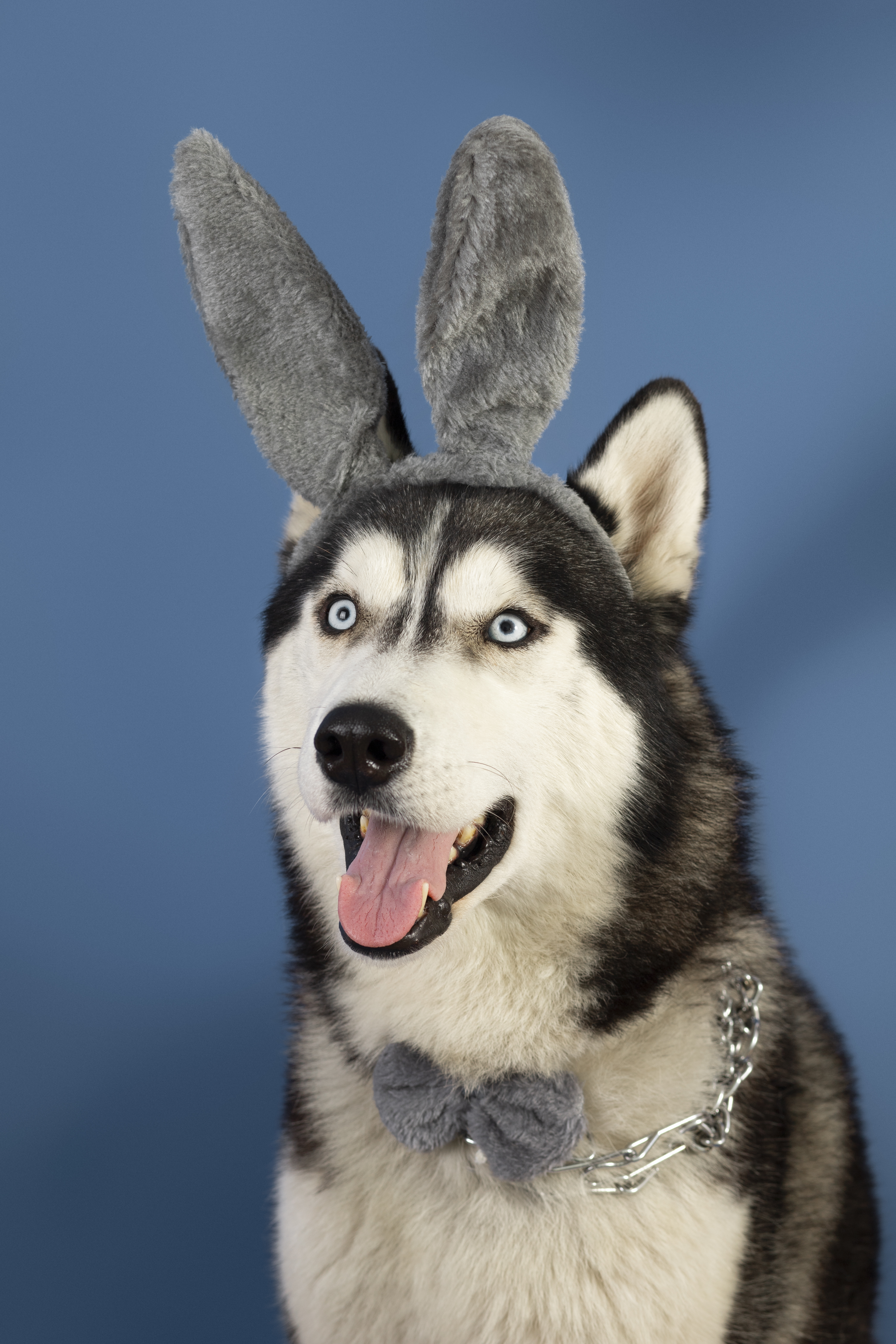 Preview for Husky-dog-easter-bunny-costume-dog-meme-background-c7d99