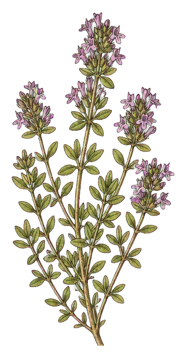Illustrated thyme sprig with small purple flowers and green stems