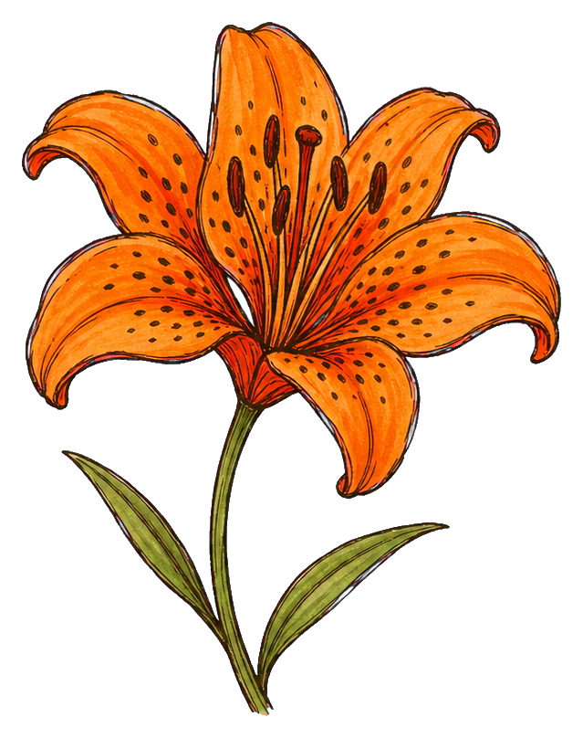 Preview for Orange Tiger Lily Sticker