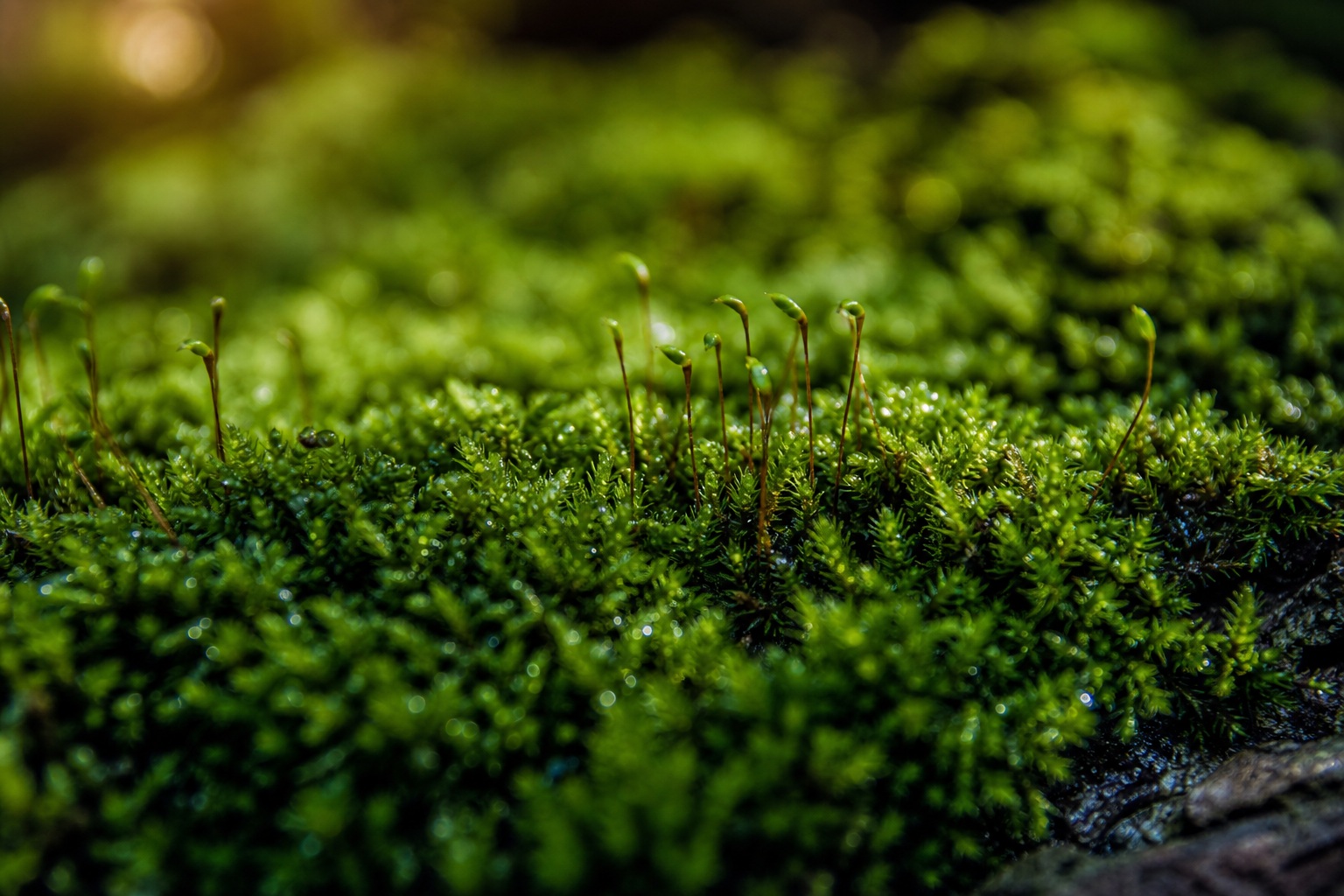 Preview for Moss Macro Forest Floor Background