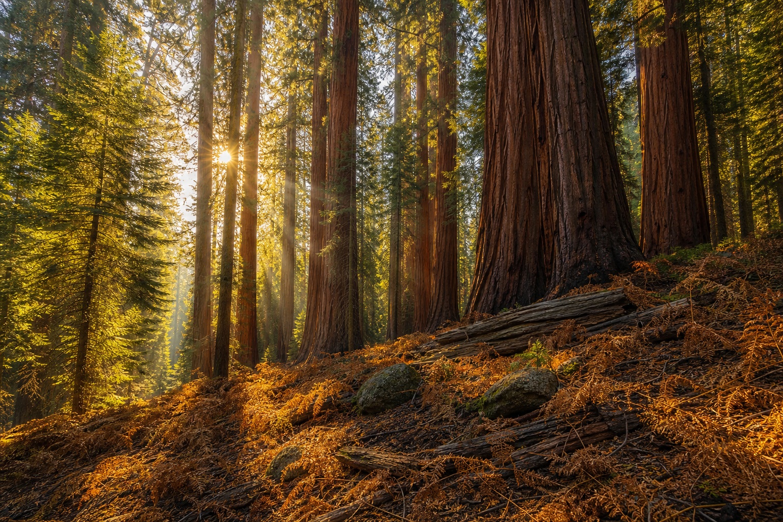 Preview for Sunlit Giant Sequoia Forest Background
