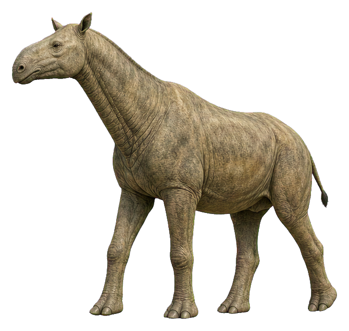 Realistic Paraceratherium standing in side view on a transparent background