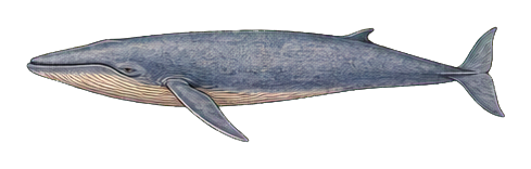 Vintage-style blue whale illustration in muted blue and gray tones.