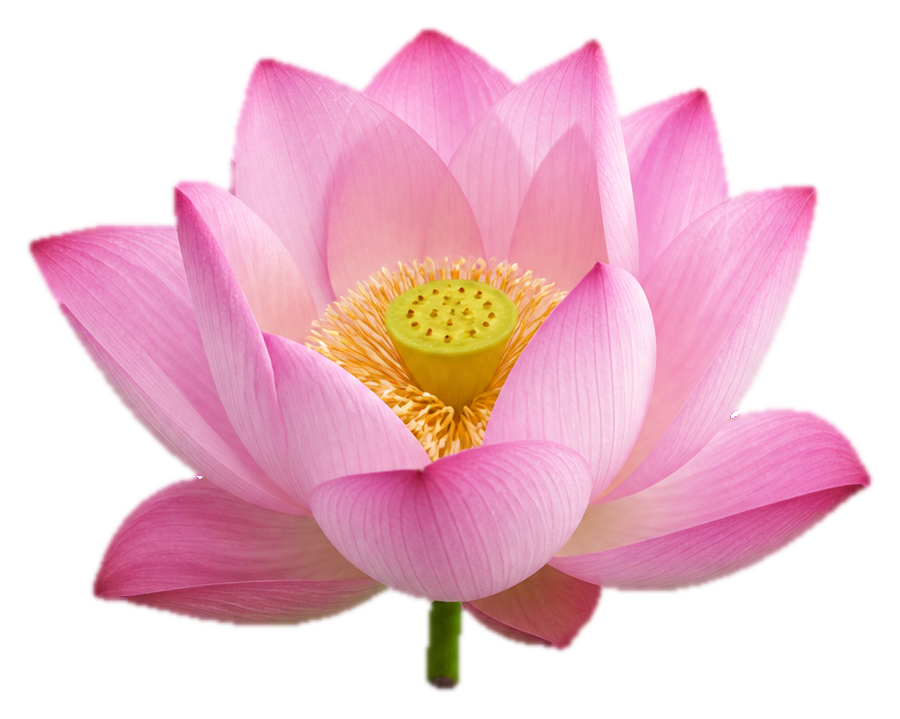 Preview for Pink Lotus Botanical Sticker