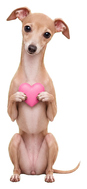Cute fawn Italian greyhound holding a pink heart on a transparent background