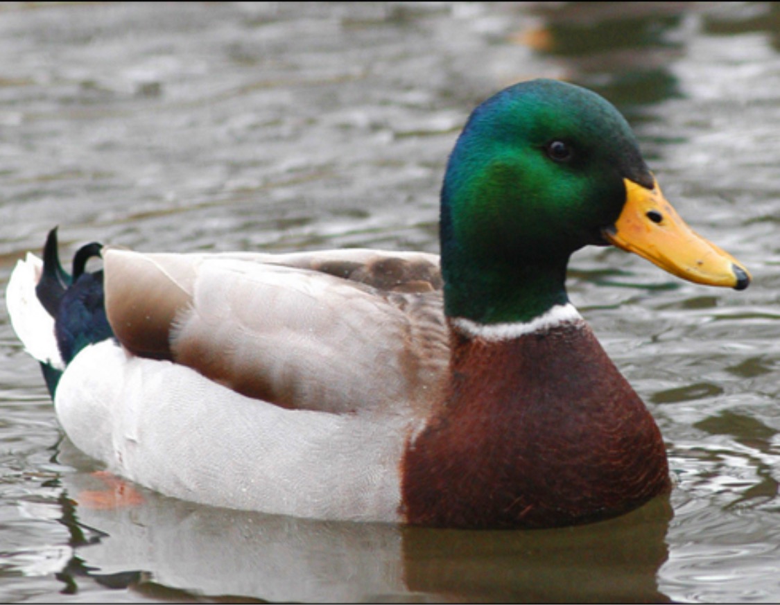 Preview for Male-mallard-duck-swimming-animal-meme-background-b19a4