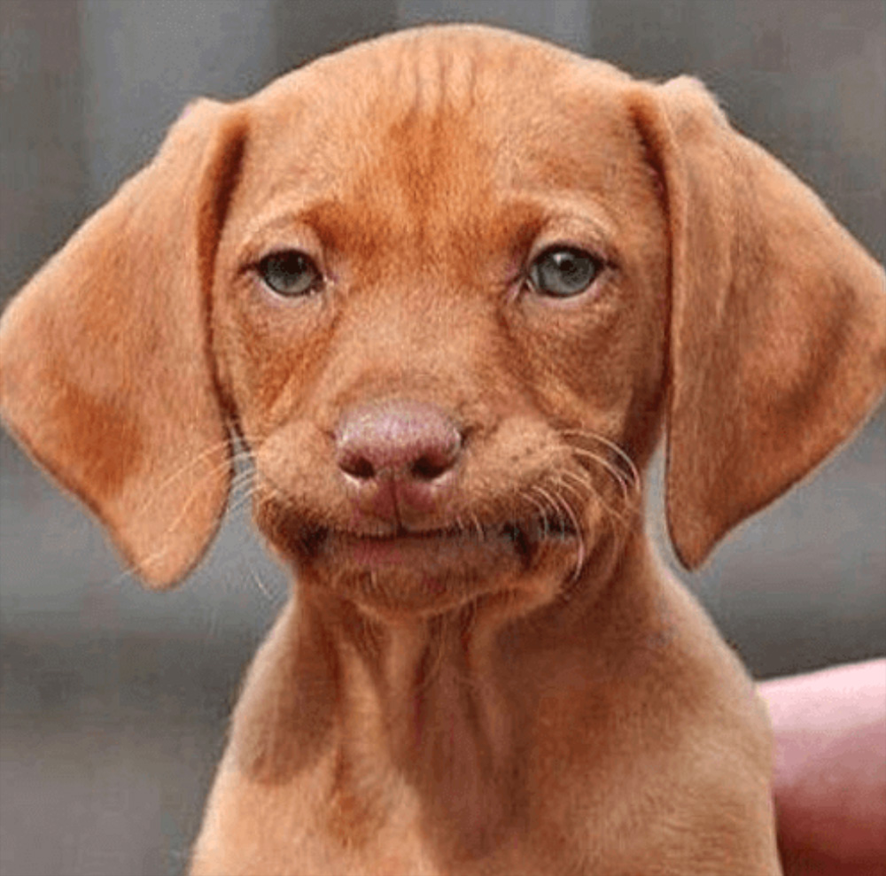 Dog Meme