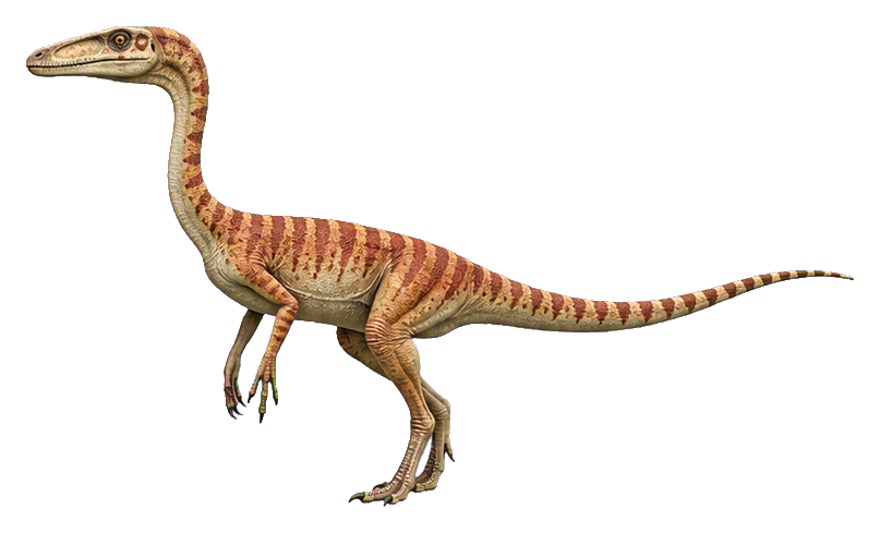 Preview for Triassic Coelophysis Dinosaur Sticker