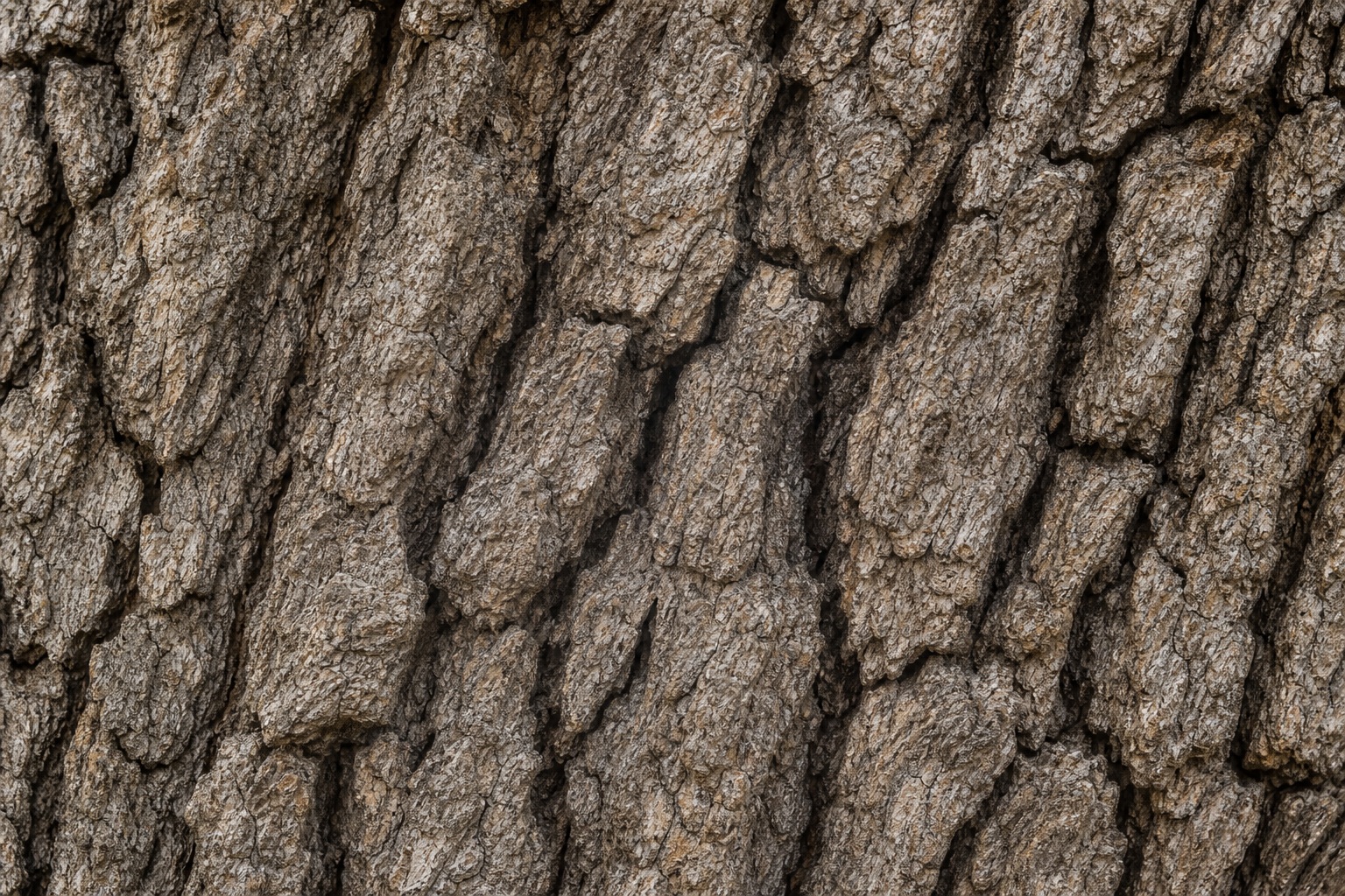 Preview for Neutral Woodland Oak Ridge Bark Background
