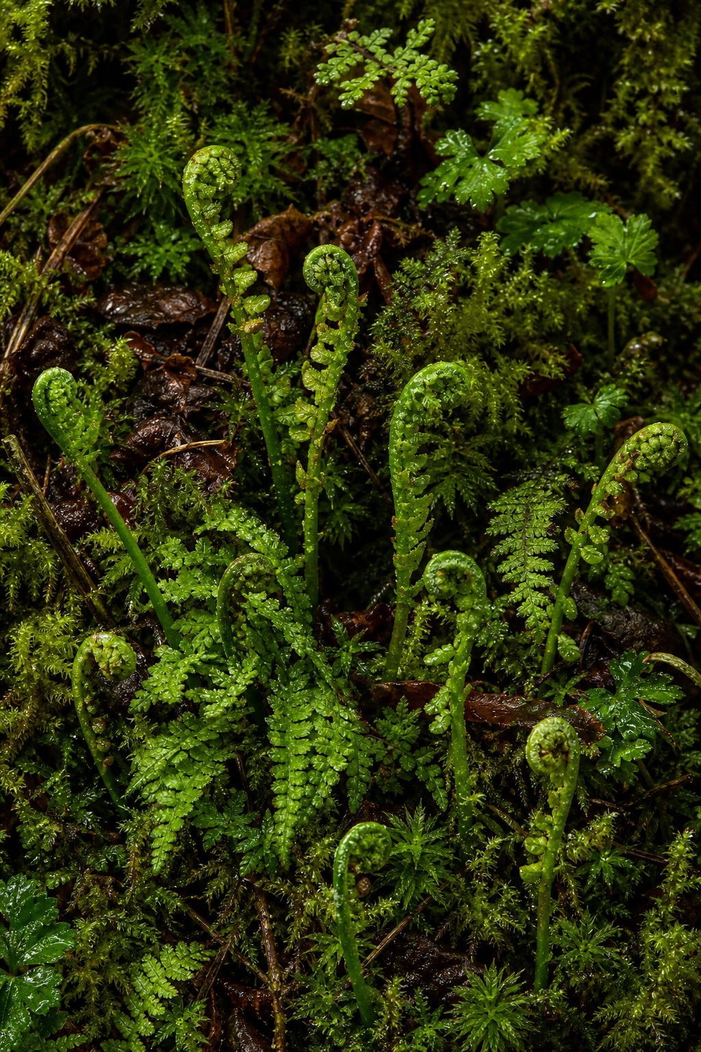 Preview for Autumn Green Young Fern Fronds Background