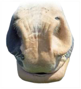 Preview for Seal-face-closeup-mouths-sticker-19fb1