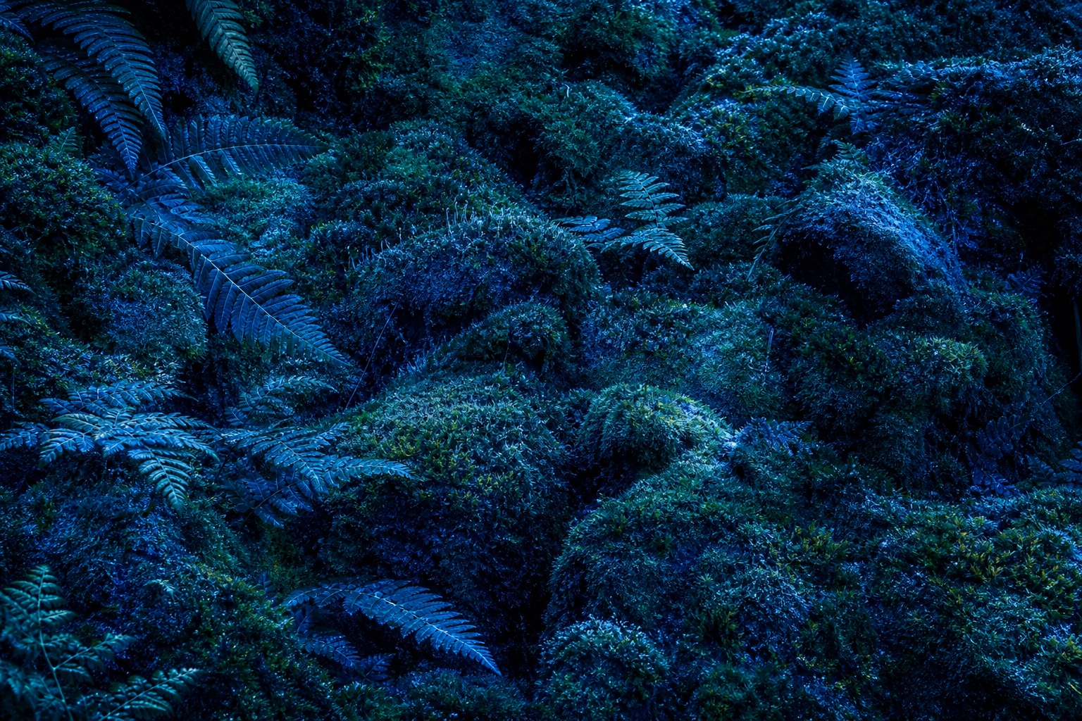 Preview for Blue Moss Fern Texture Stock Background