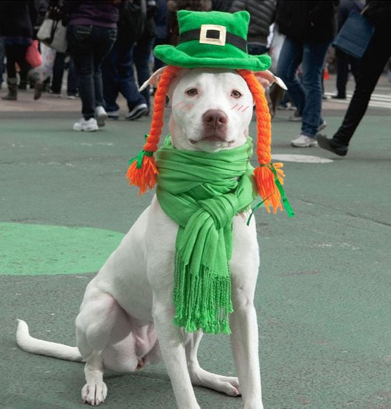 Preview for Lucky-dog-st-patricks-day-background-56bdd