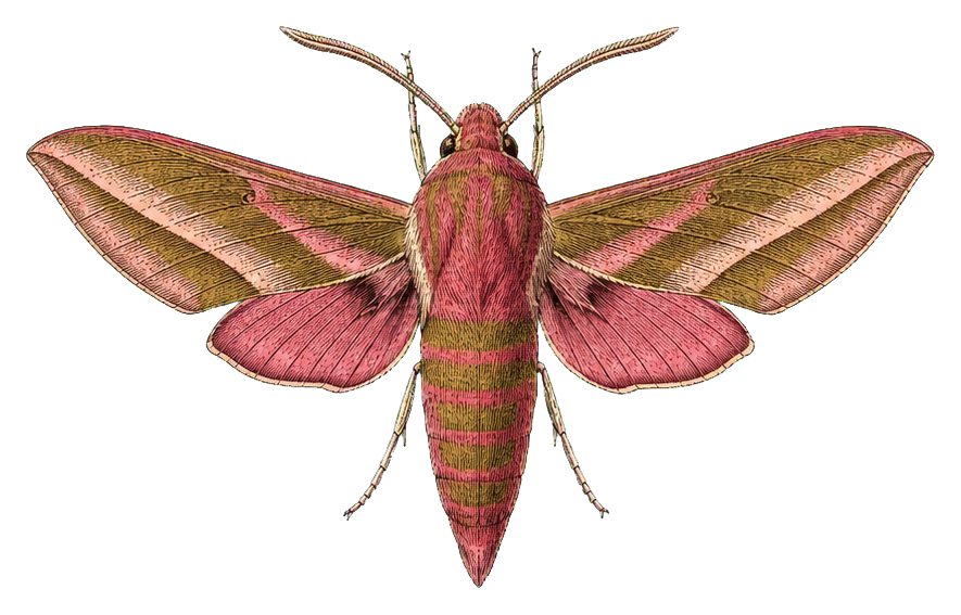 Preview for Elephant Hawk Moth Sticker
