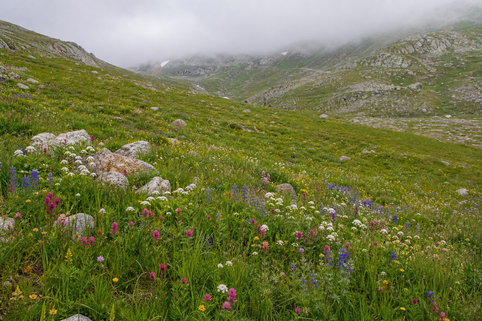 Preview for Misty Alpine Wildflower Meadow Background
