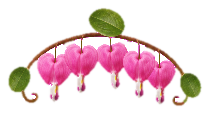 Pink bleeding heart flower sprig with hanging blossoms and green leaves on a transparent background