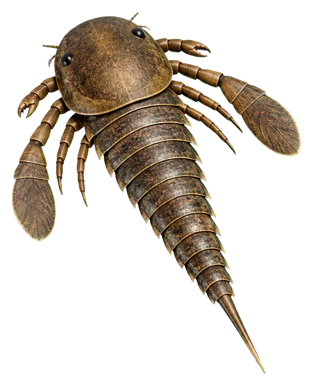 Brown paddle-legged eurypterus sea scorpion illustration with a tapered tail and rounded body