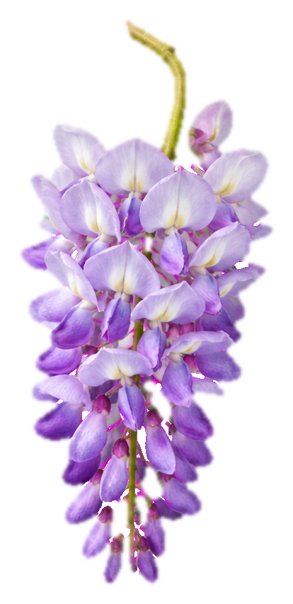 A hanging cluster of pale lilac wisteria blossoms on a dark background.