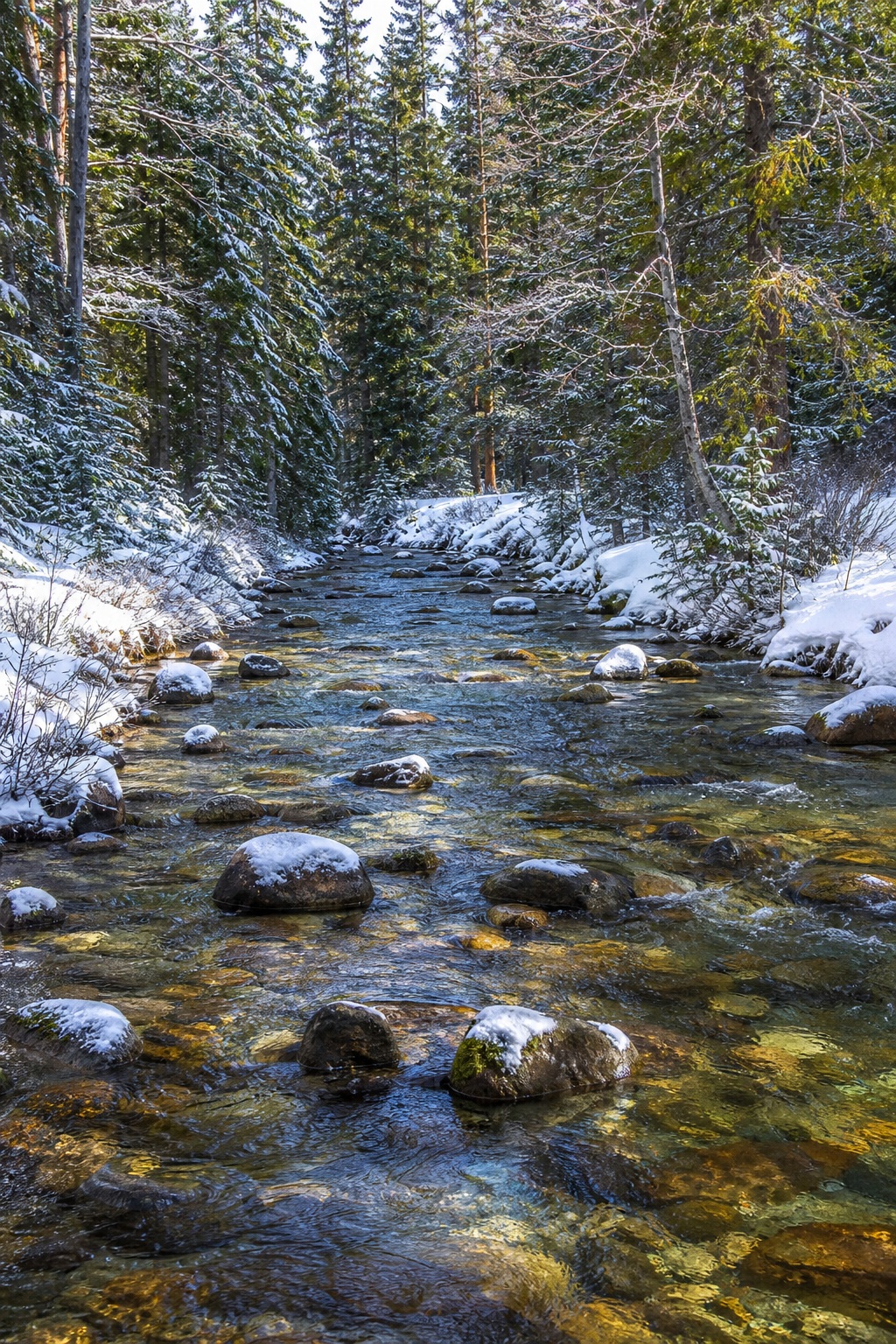 Snow-covered pine forest with a clear creek flowing over rocks in daylight.