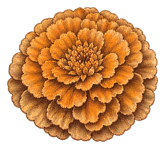 Preview for Vintage Marigold Engraving Sticker