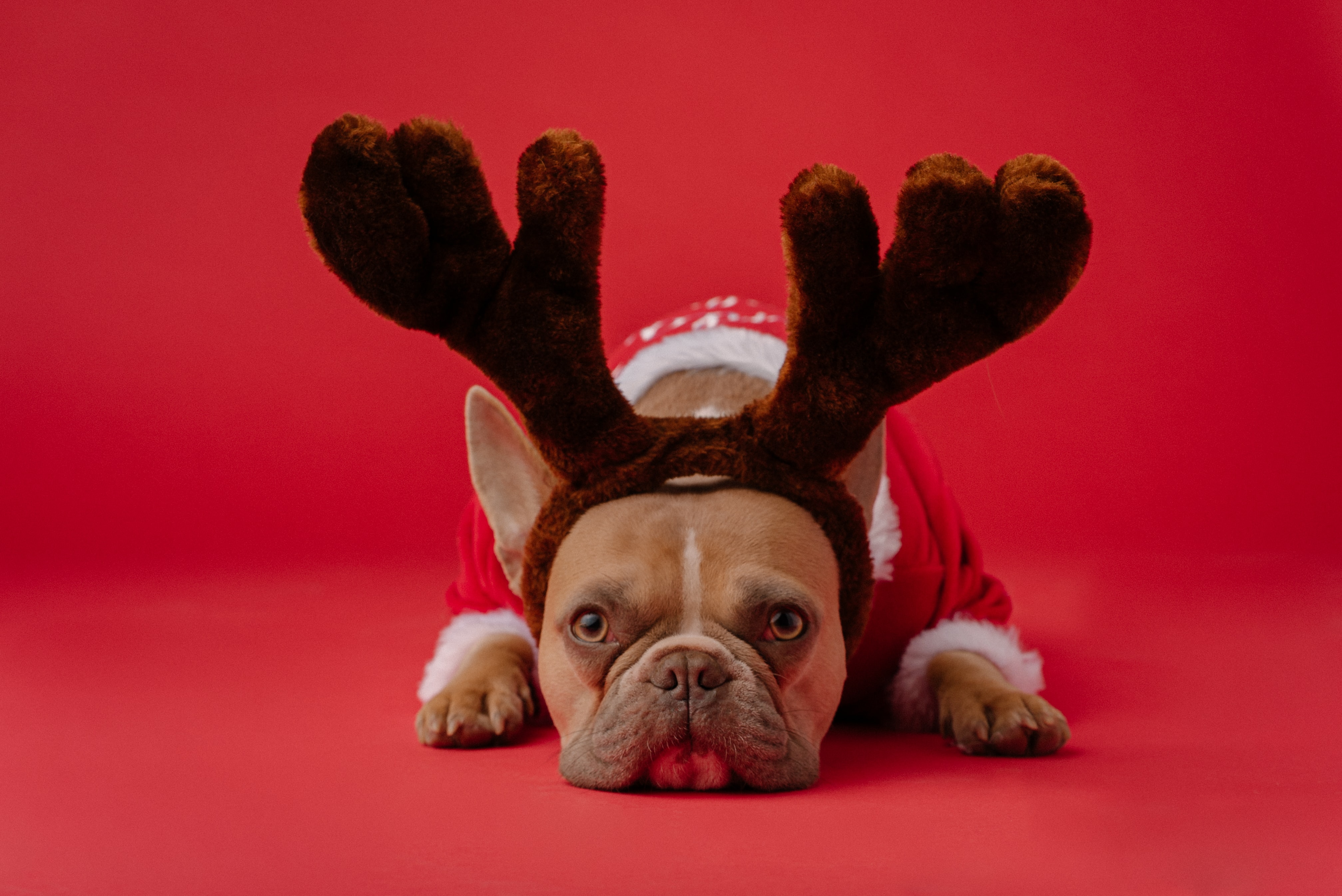 Preview for French-bulldog-christmas-costume-animal-background-2b566