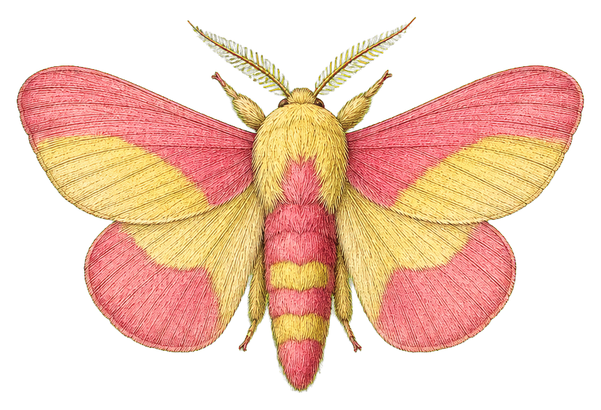 Preview for Rosy Maple Moth Vintage Sticker