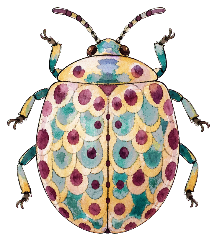 Preview for Coral Tortoise Beetle Sticker