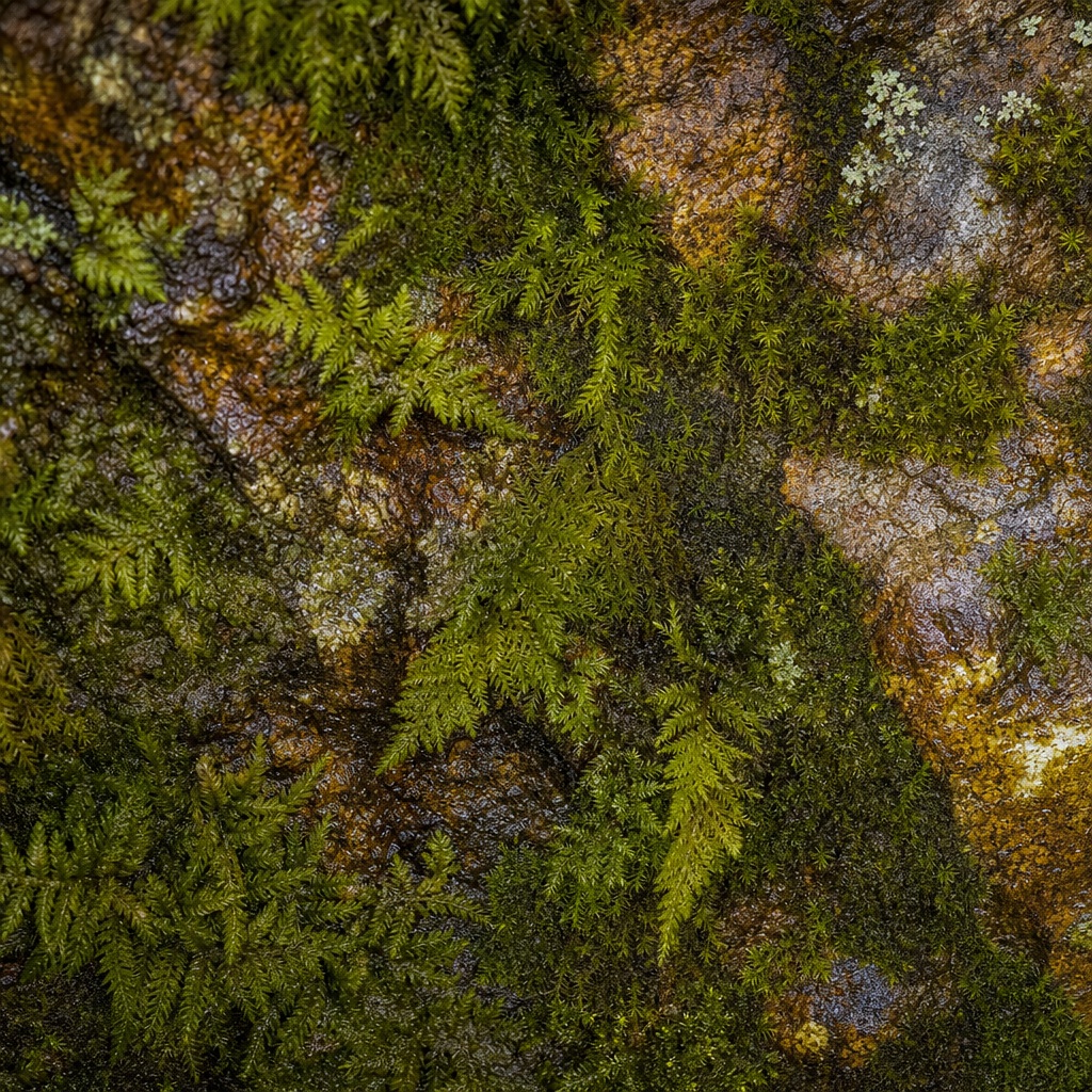 Preview for Moss Covered Stone Background